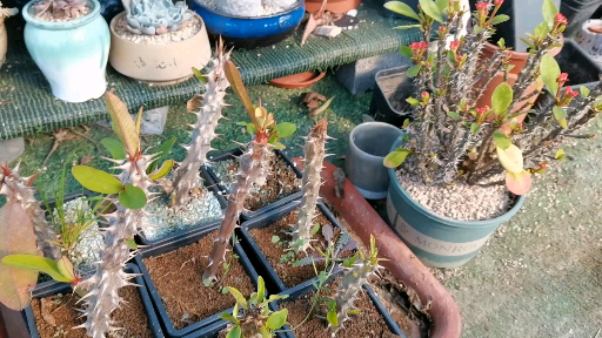 #多肉植物#枯木逢春——虎刺梅快来一起看看大戟科的铁海棠吧