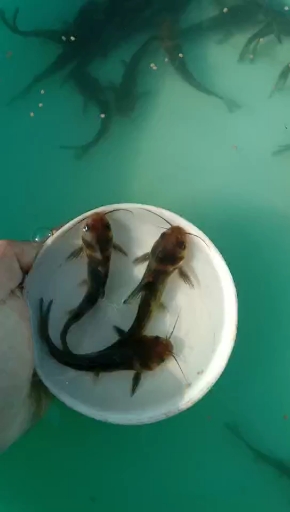 黄骨鱼,又名黄颡鱼,黄辣丁,黄丫头,格雅,还叫什么呢?