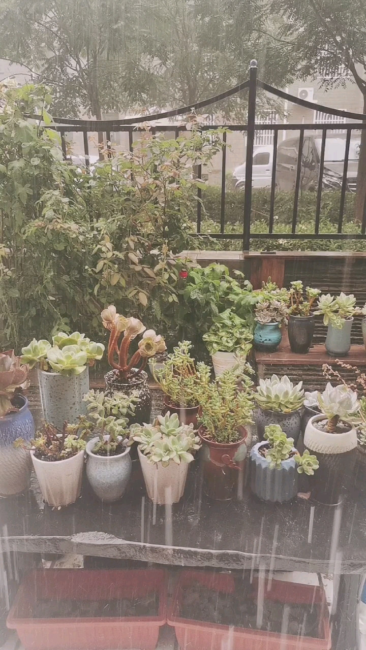 #保定暴雨#我的一天一夜的雨,不停的下,降雨量惊人!我的多肉要成灾难肉了