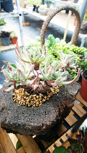 #多肉仙女杯#多肉植物仙女杯初霜