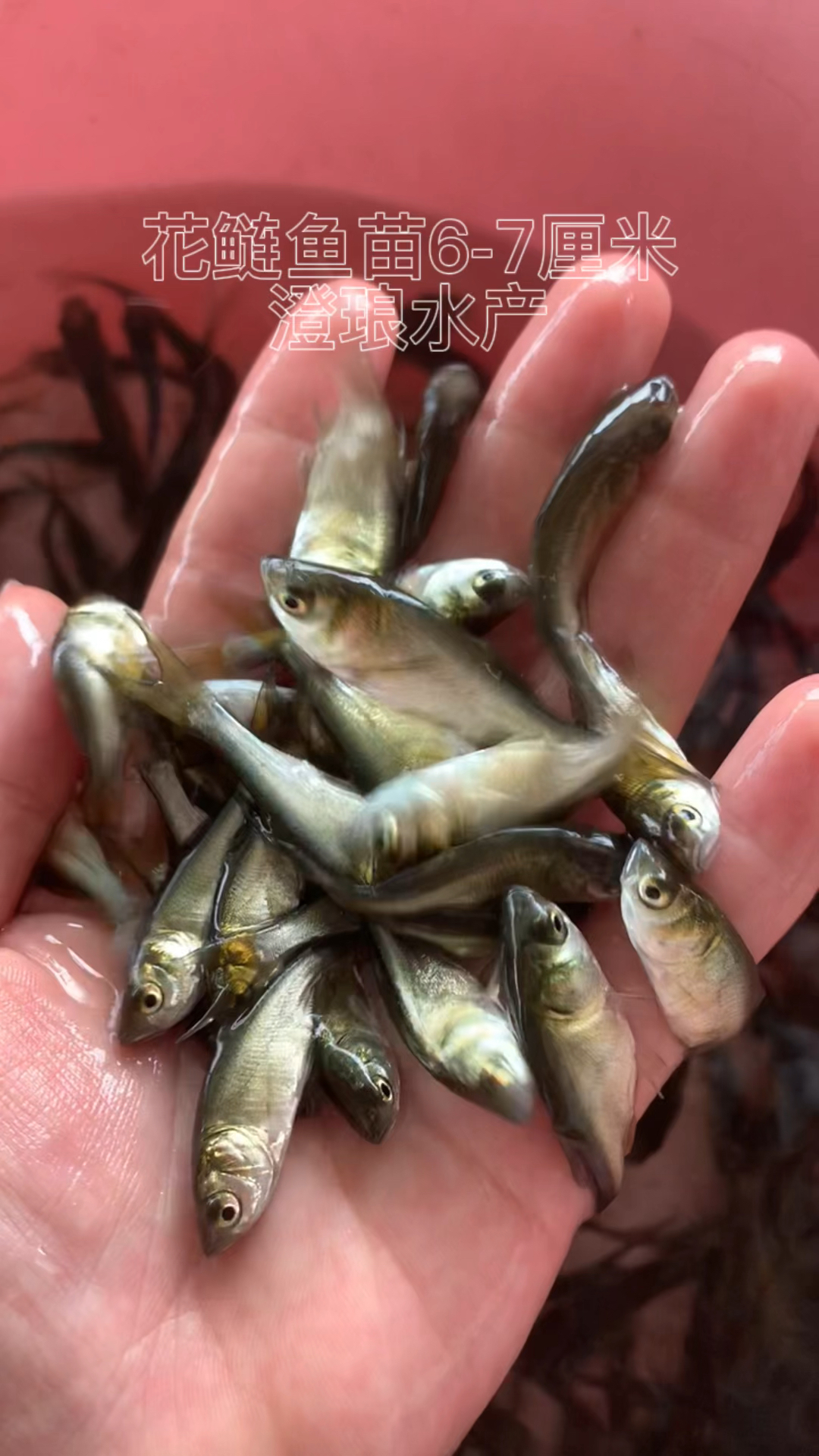 花鲢鱼苗黑鲢鱼苗大头鱼苗鳙鱼鱼苗麻鲢胖头鱼苗花大头鱼苗