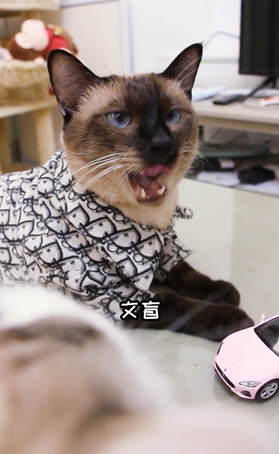 #我家宠物成精了#老妈的粉色玛莎拉地真“精致”！