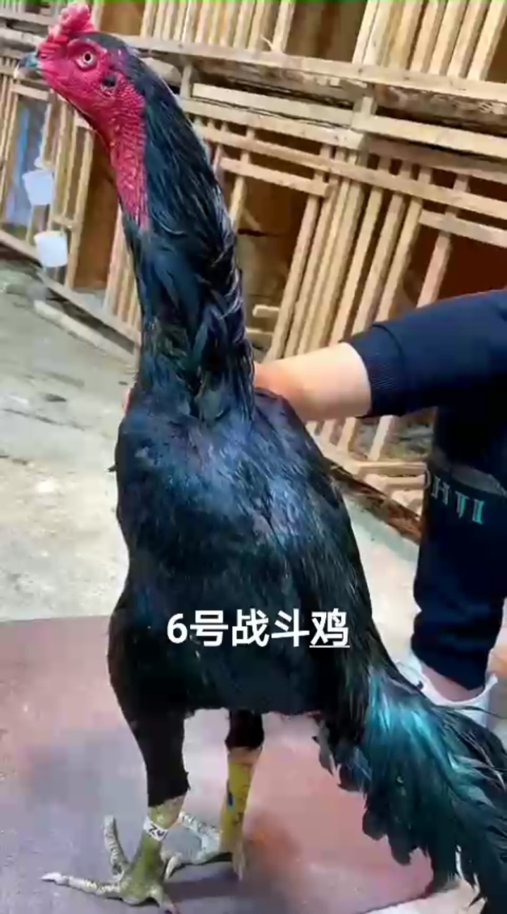 #优秀如我#纯种越南鬼子战斗鸡有喜欢的朋友关注留