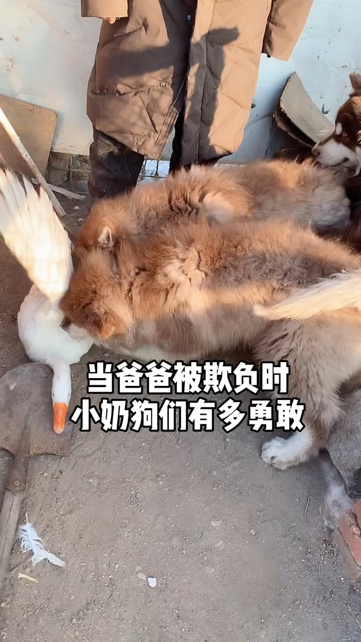 当爸爸被欺负时,小奶狗有多勇敢