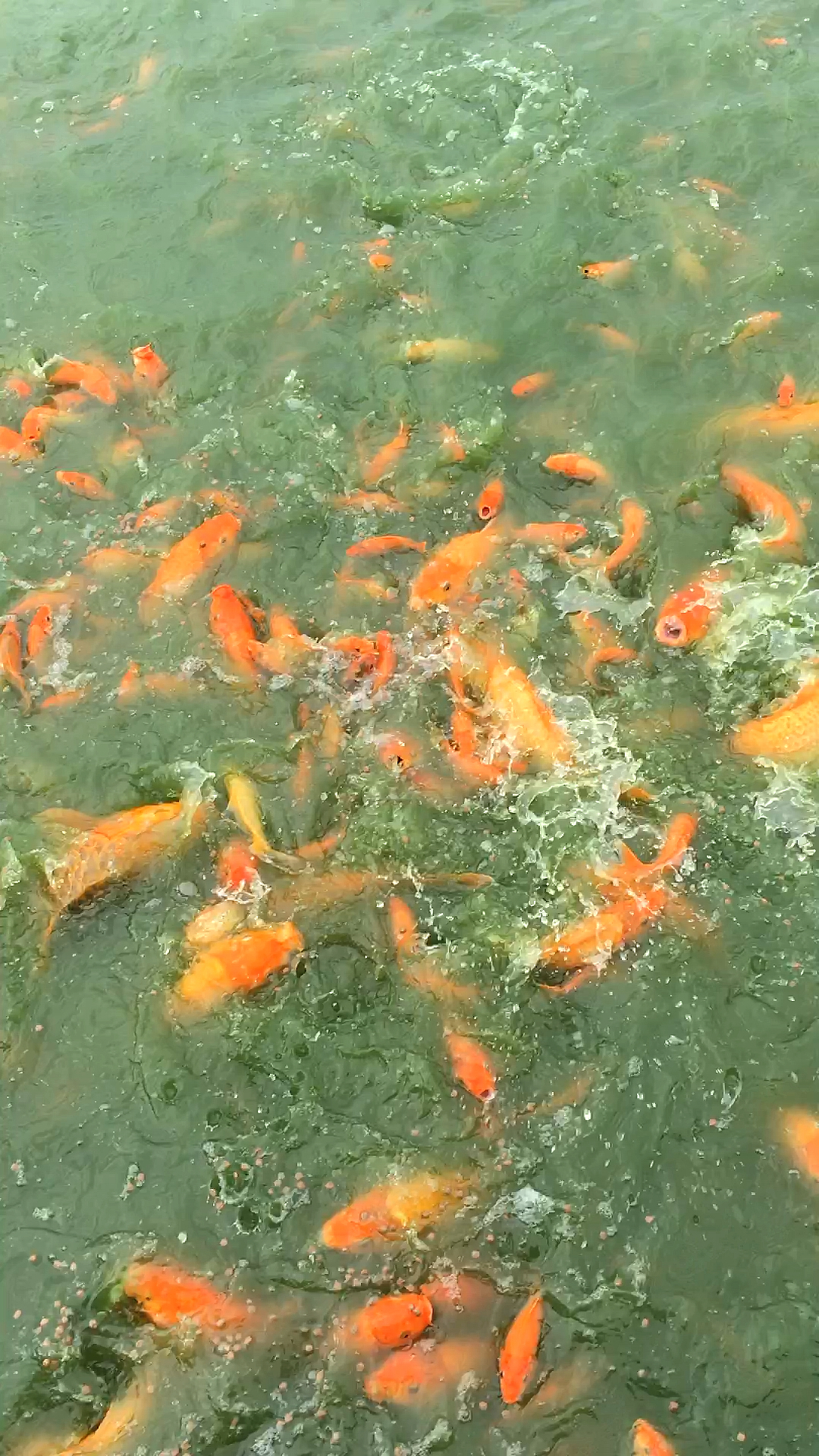 今天早上可爱的红鲤鱼,开始吃早餐啦