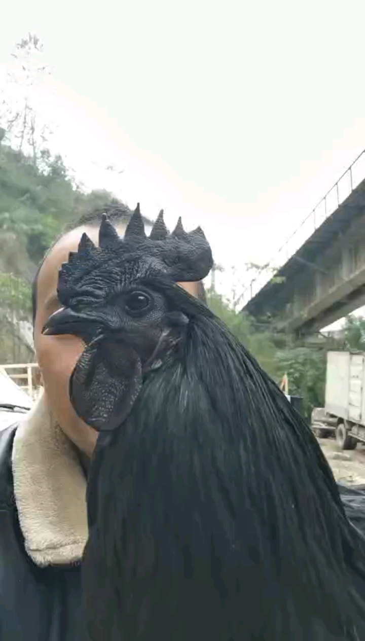黑金属乌鸡,盐津乌骨鸡,原种种源。出壳苗,脱温苗成品长期供给。