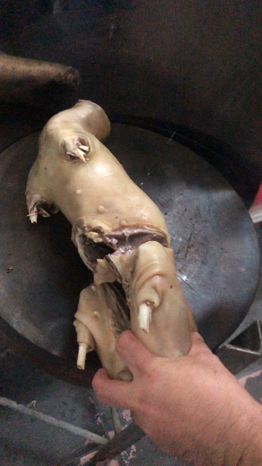 #湛江白切狗肉#湛白切狗肉,皮脆脆的,吃起有嚼劲,太喜欢吃白切狗了