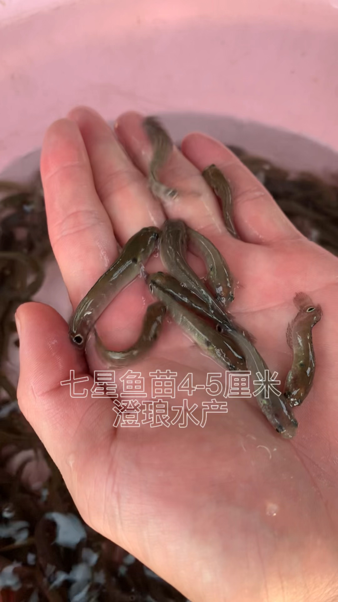 渔场直销七星鱼苗山斑鱼月鳢鱼蛇鱼苗淡水养殖全国发货