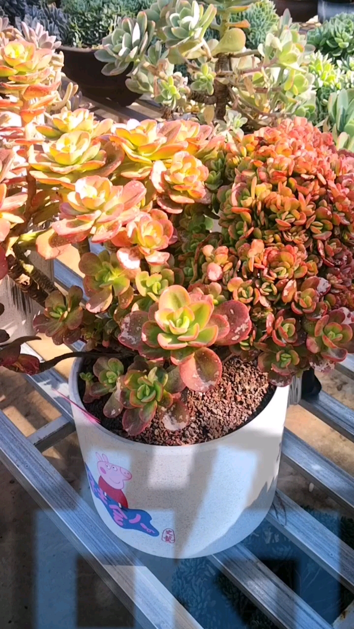 #多肉植物#红如花的红梅缀化老桩,一半缀化一半美,会让你心动吗?