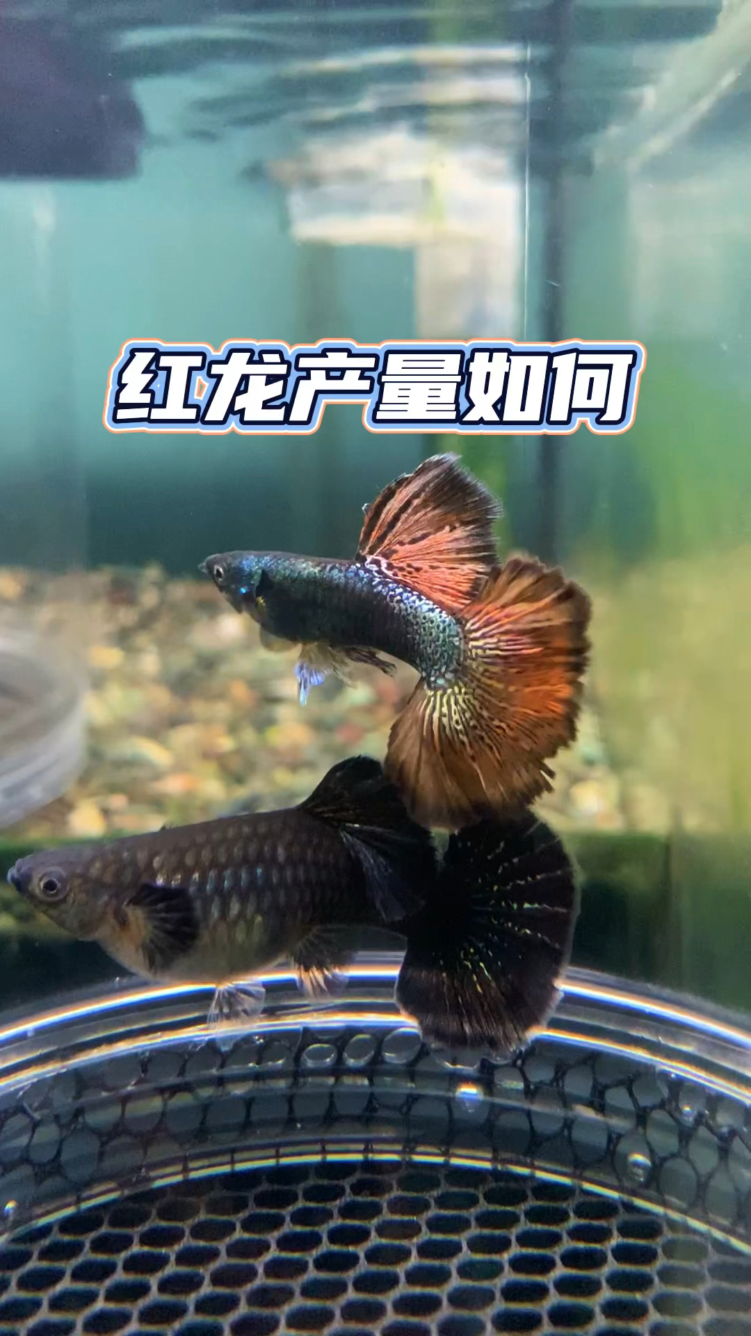 红龙孔雀鱼产量低#观赏鱼#养鱼#养鱼日记#养鱼日常#水族
