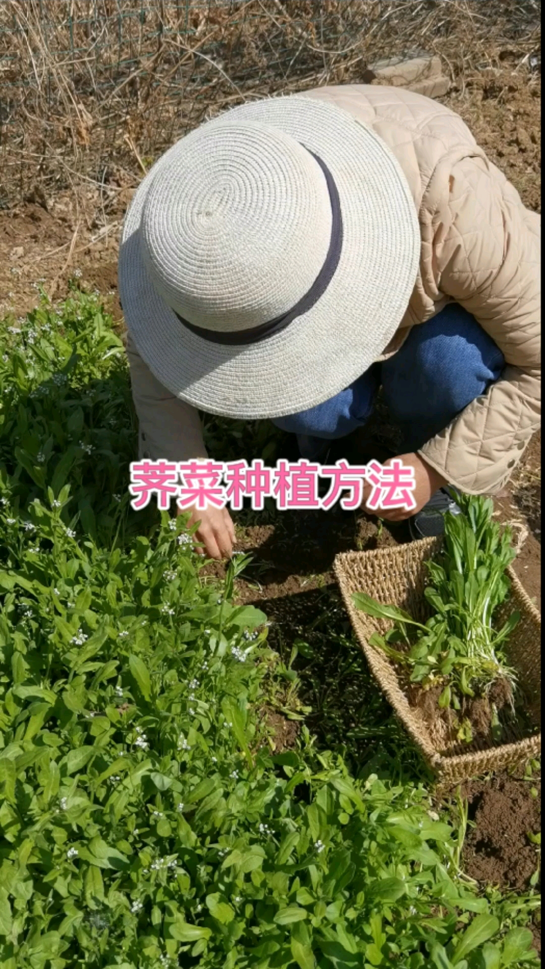 荠菜种植方法