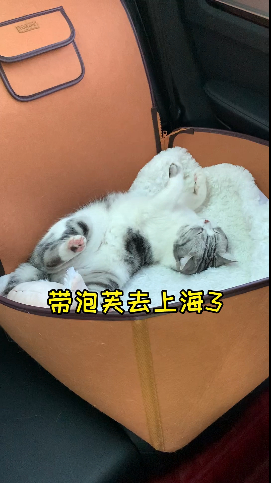 #每日萌宠#去上海一趟，泡芙收到了一大堆礼物，送礼物的这些博主你都认识哪些？