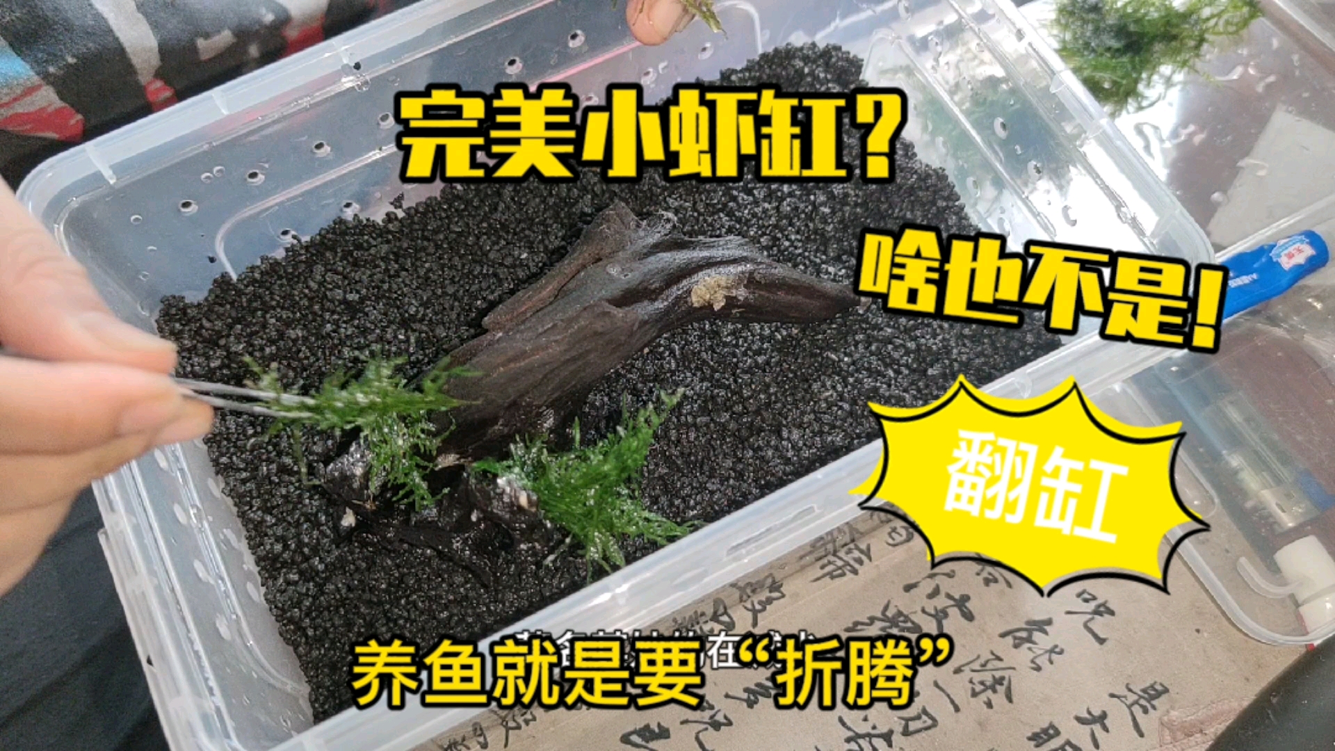 #佛系生活#构思了个完美小虾缸，奈何理想很丰满，现实超难看