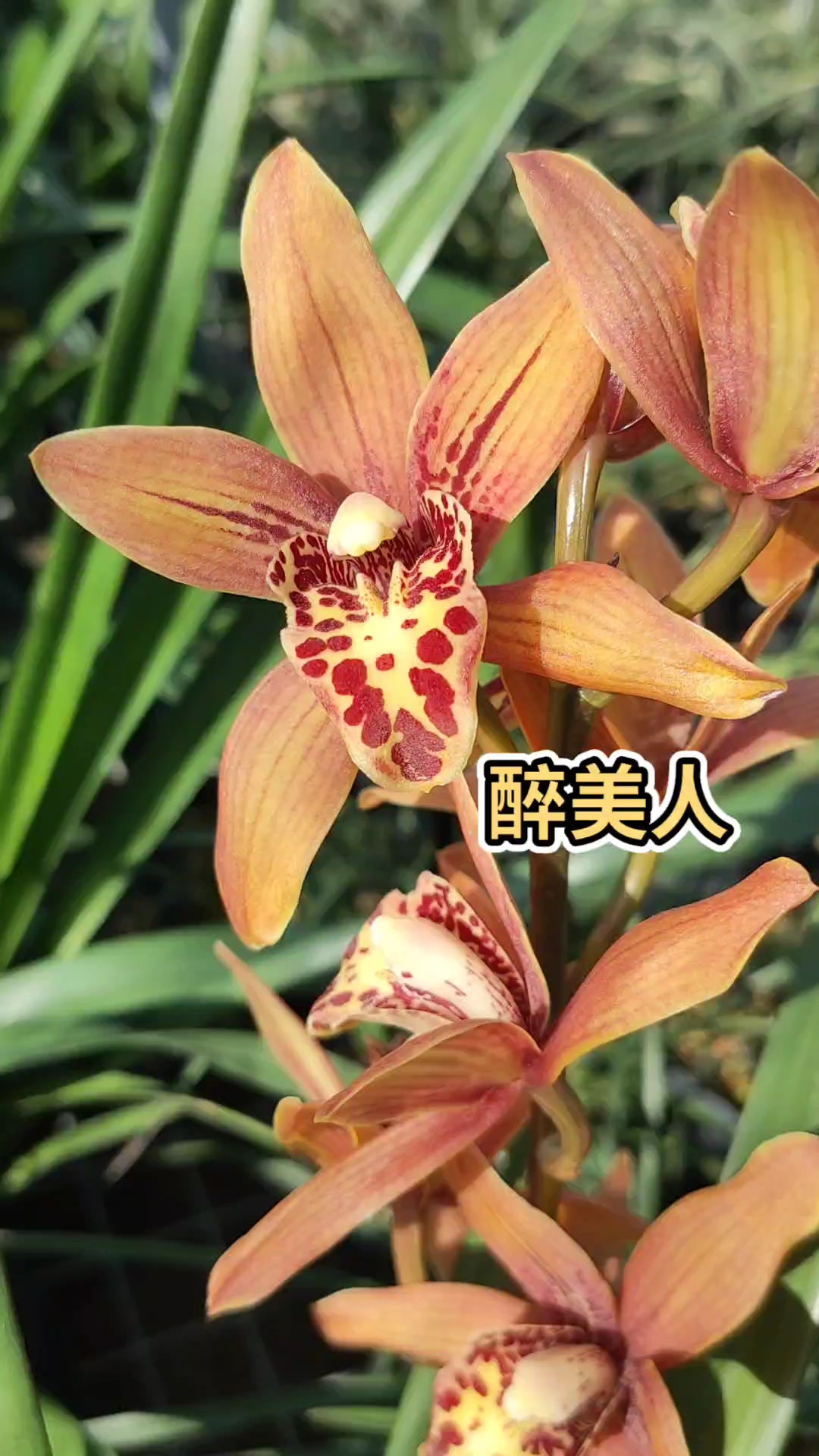 醉美人花色美香味好浓郁超喜欢它