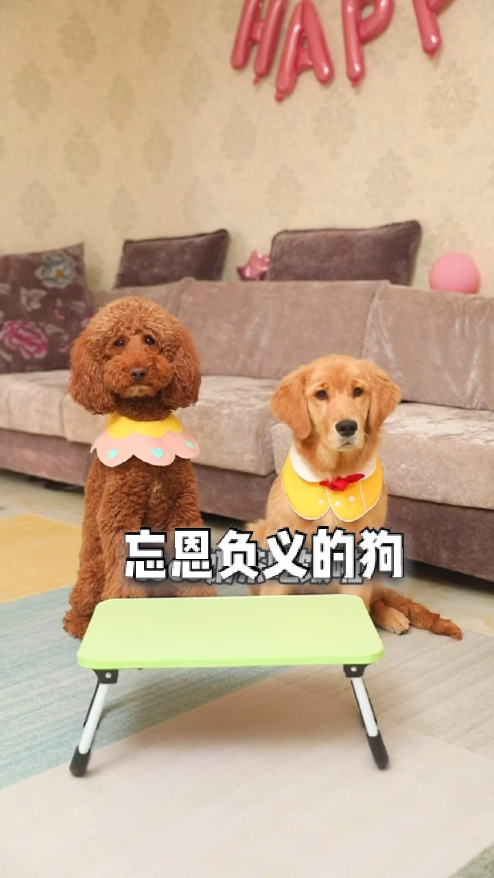 你们遇见过coco这样的盆友吗