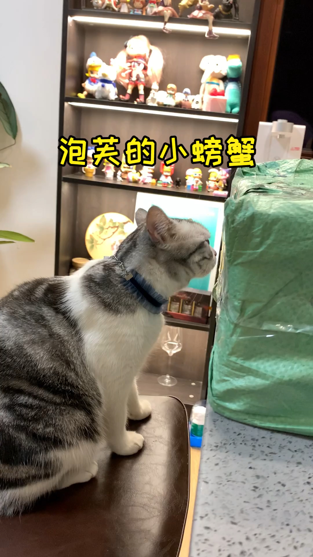 #我家萌宠成精了#泡芙第一次见螃蟹，我好像做错了……