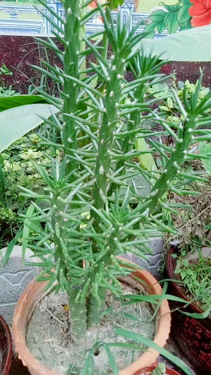 #多肉植物#婆婆种的将军棒。
