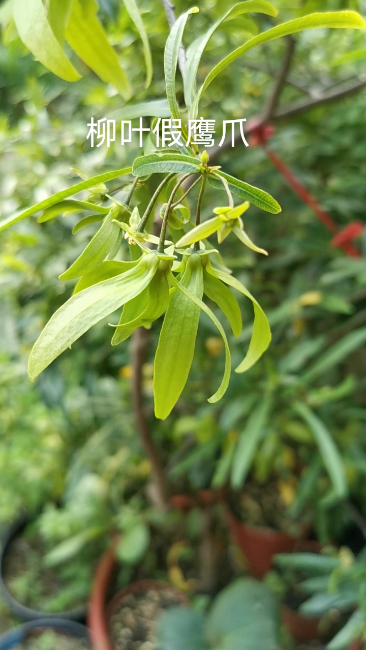 #我的小花园#柳叶假鹰爪是番荔枝科假鹰爪属灌木,也叫鹰爪花或是鸡爪兰,花瓣六片形似鹰爪,先