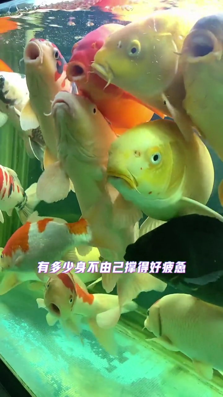 展示柜子鱼缸近距离效果!