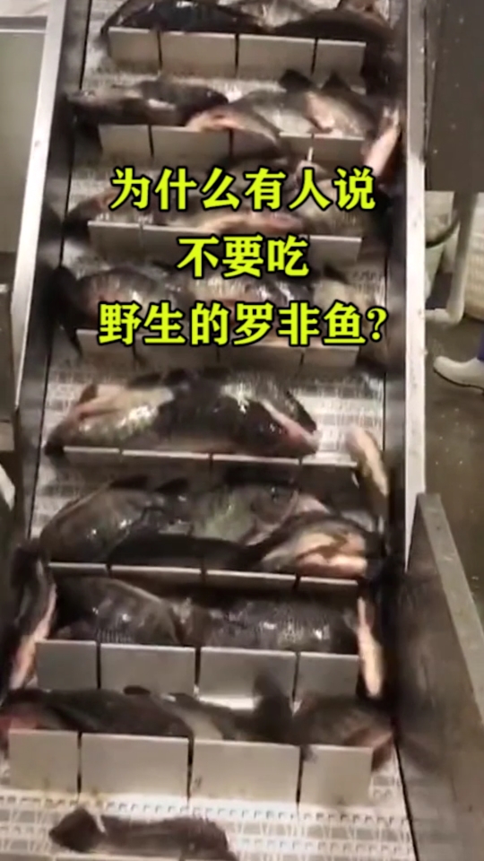 为什么有人说,不要吃野生的罗非鱼?
