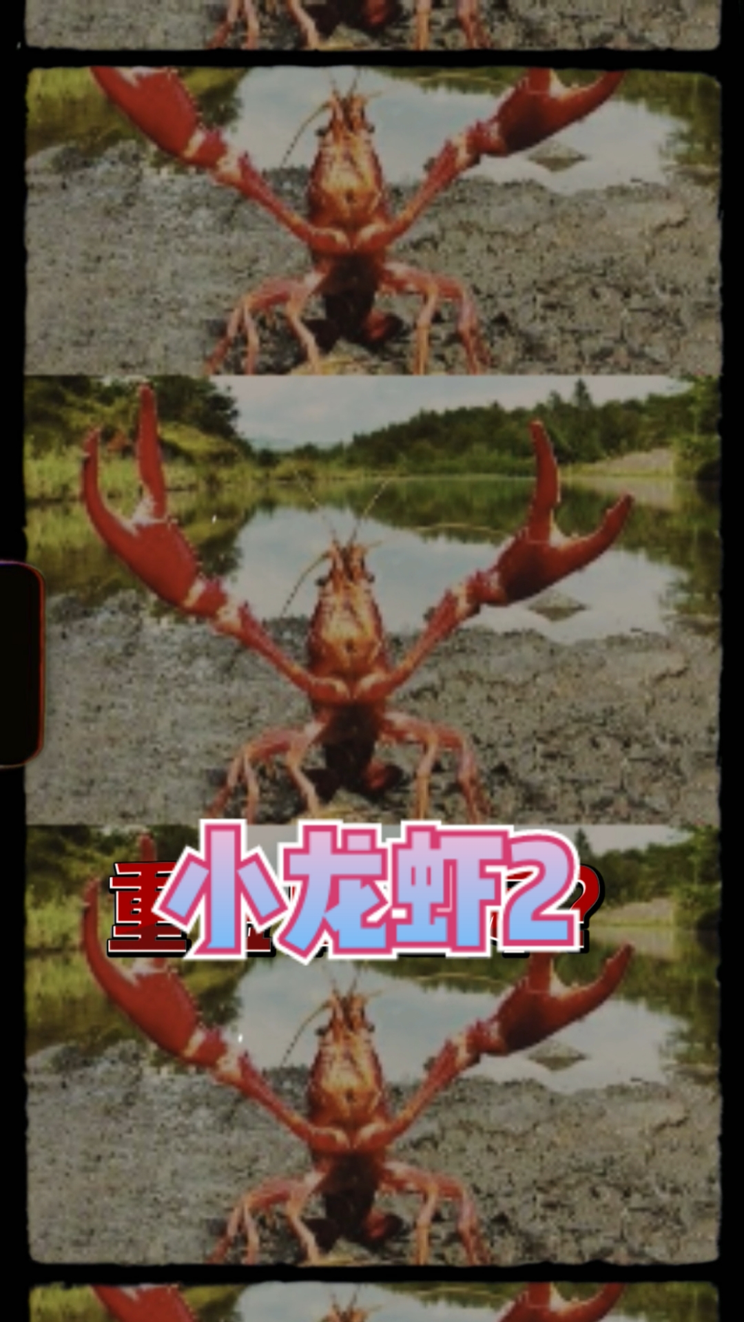 #辟谣#小龙虾生长在臭水沟?