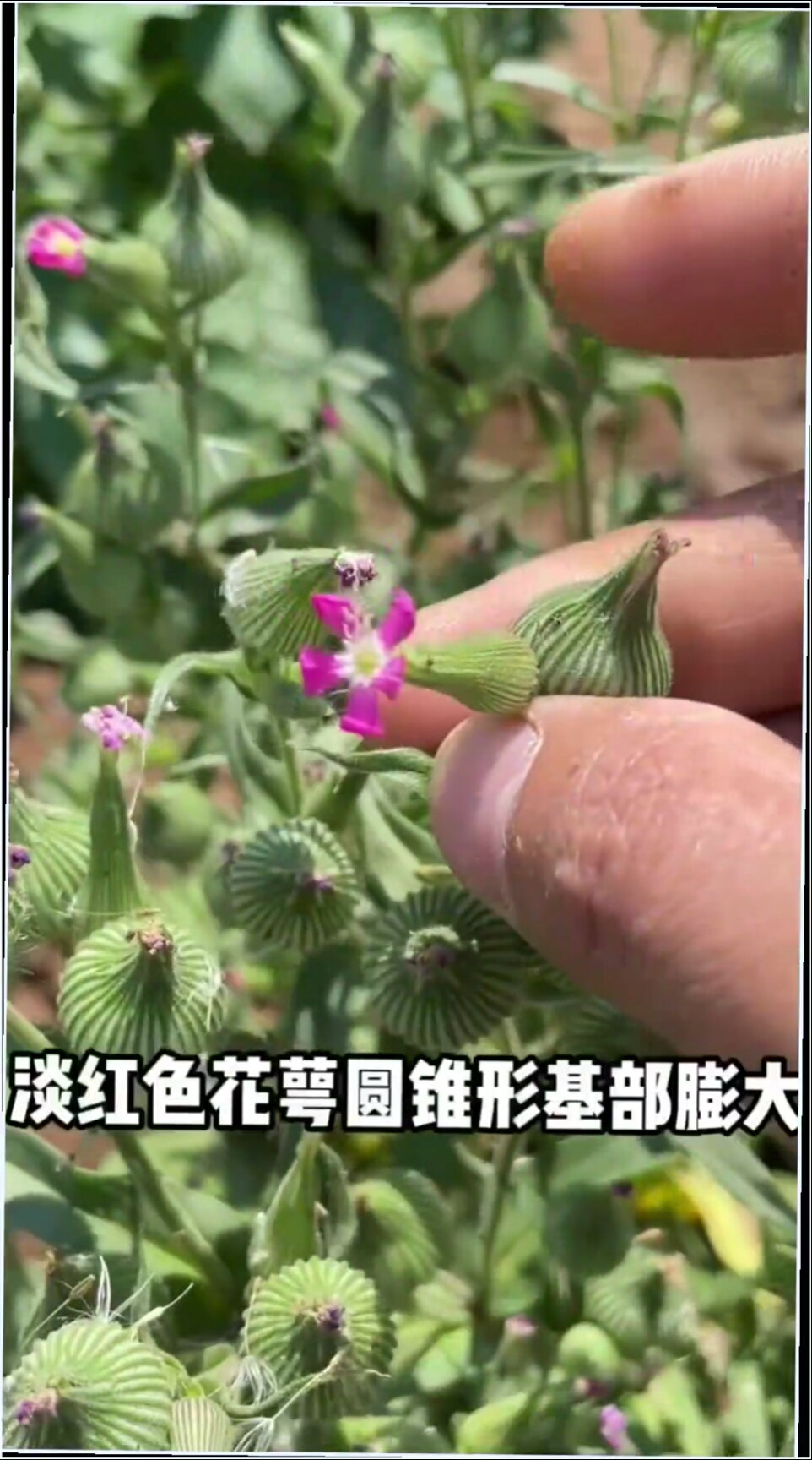 麦瓶草别名面条菜、米瓦罐,它是石竹科蝇子草属一年生草本植物