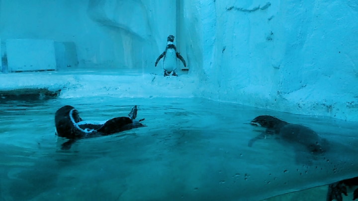 #每日萌宠#摇摇摆摆三只小企鹅