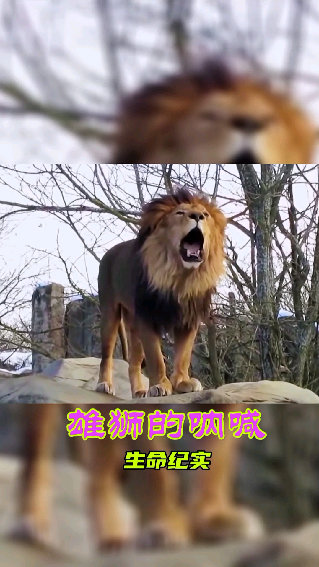 #动物世界#雄狮的呐喊与企鹅的真实叫声