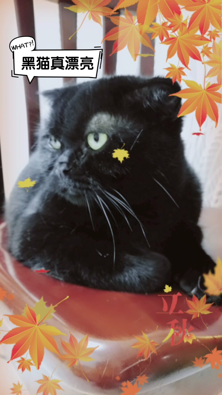 #家有猫咪#宝贝叫嘿嘿,长的很漂亮。