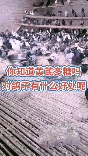 #大体肉鸽#我来喂鸽子了!早上好朋友们!养殖其实很简单