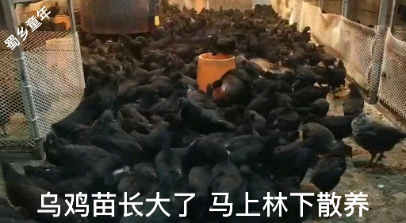 #散养土鸡#黑风乌鸡绿壳鸡蛋林下散养土鸡土鸡蛋好吃好喝好环境孕育好鸡蛋