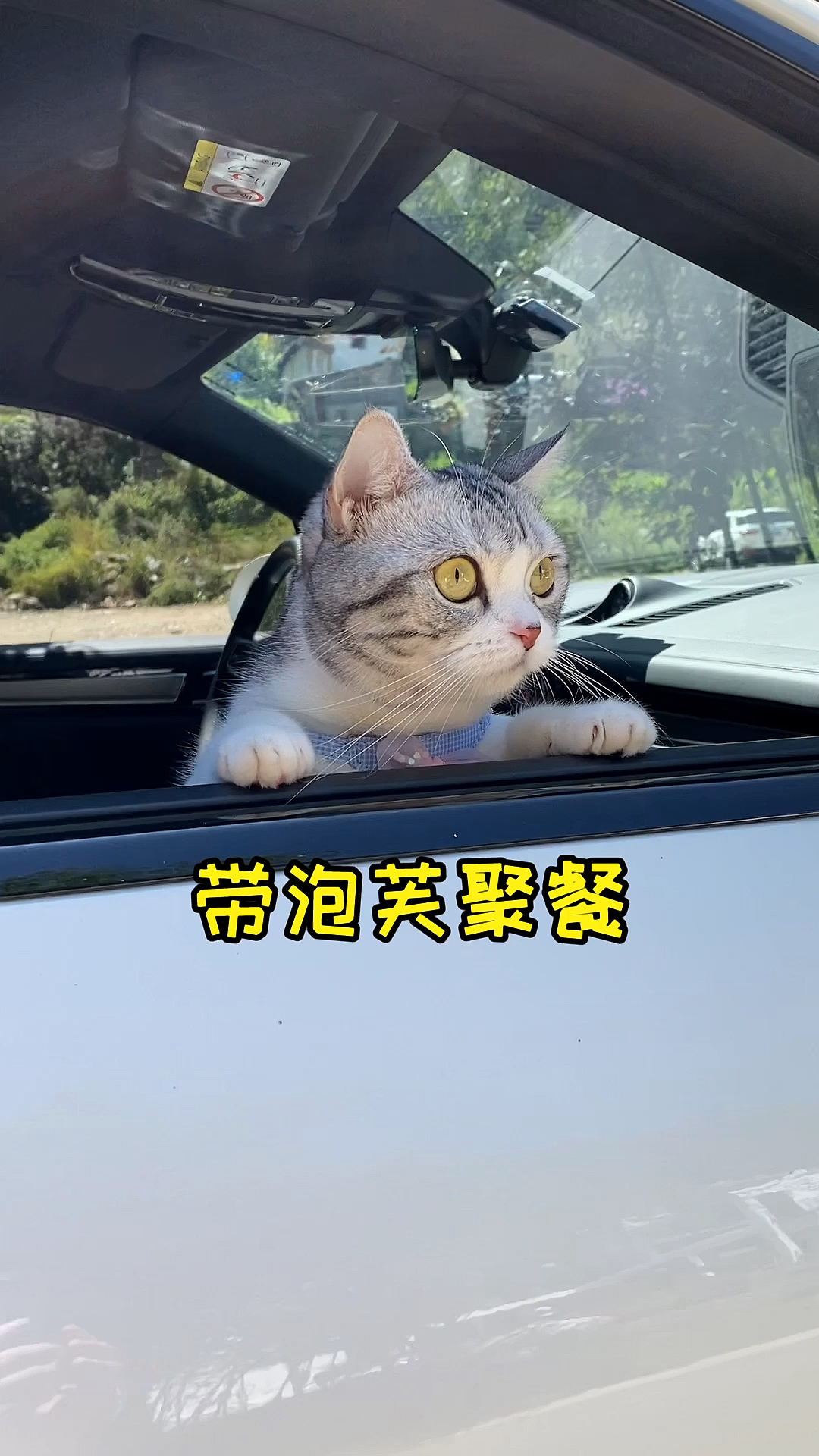 #家有萌宠#周末，芙爸带着我和芙去山里玩了