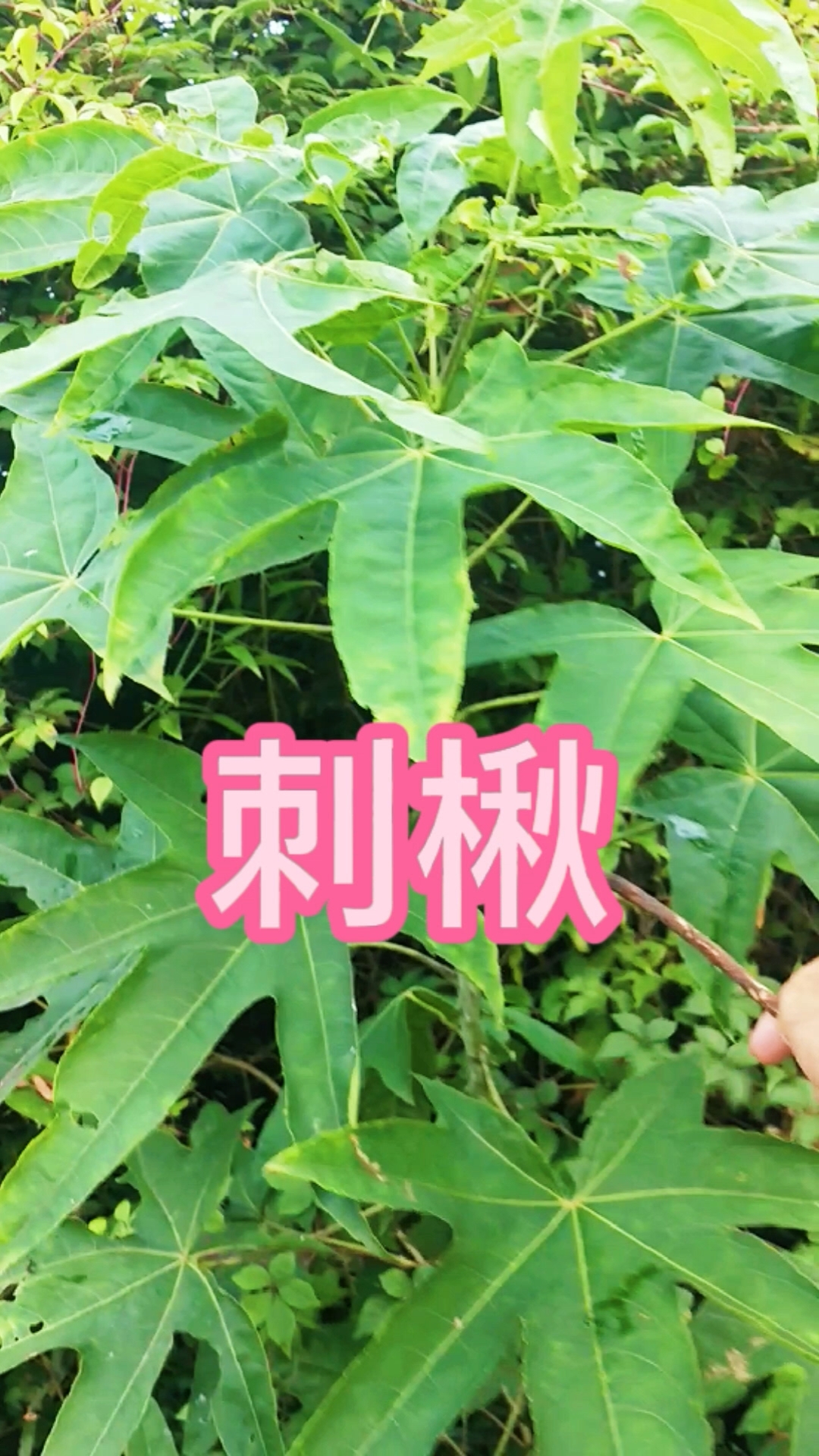 #植物科普#刺楸别称鸟不宿、鸭脚板叶,该物种植物图谱数据库收为有毒植物,大家记得不要误食刺