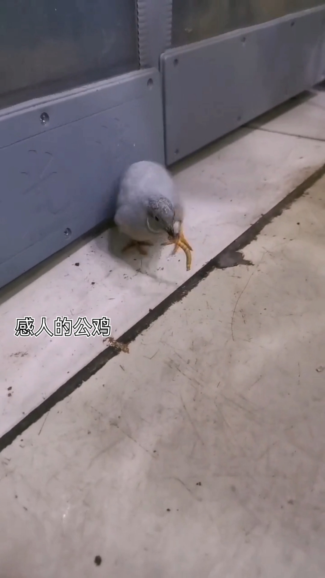 #不一样的人生#公鸡非常懂事,找到一只小虫虫呼唤自己老婆来吃自己却舍不得吃