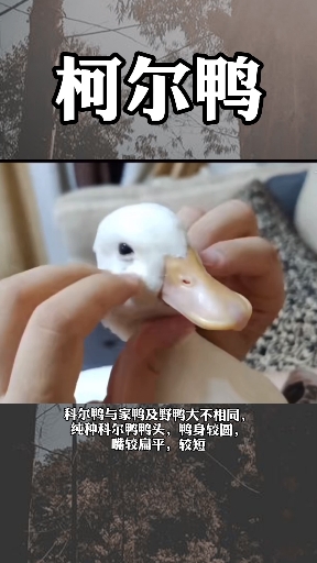 #动物世界#最贵的鸭子