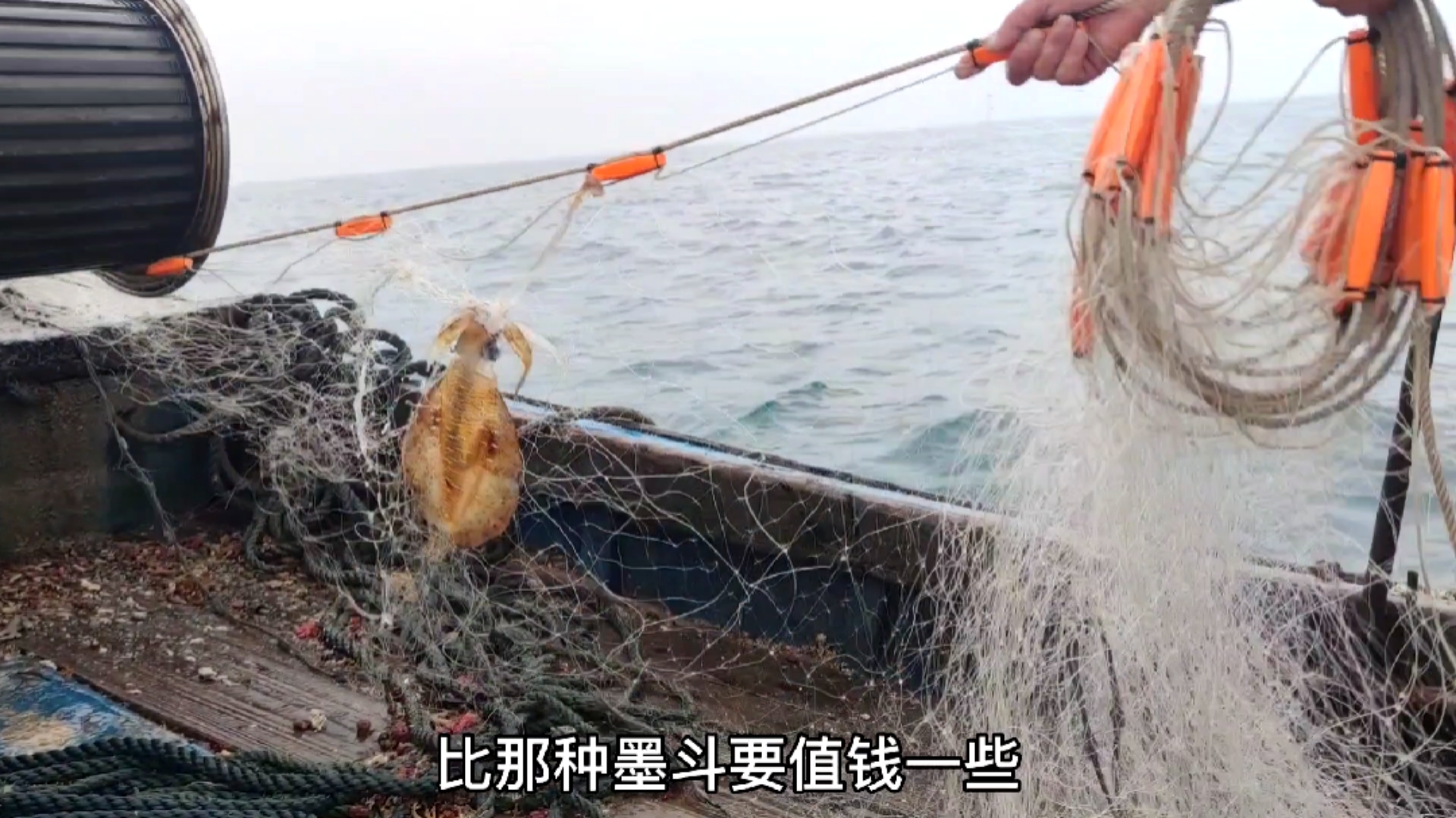 #南澳岛#下雨天捕鱼却连续上好货,这种长得像外星生物的鱼,却叫做美人鲨(一)