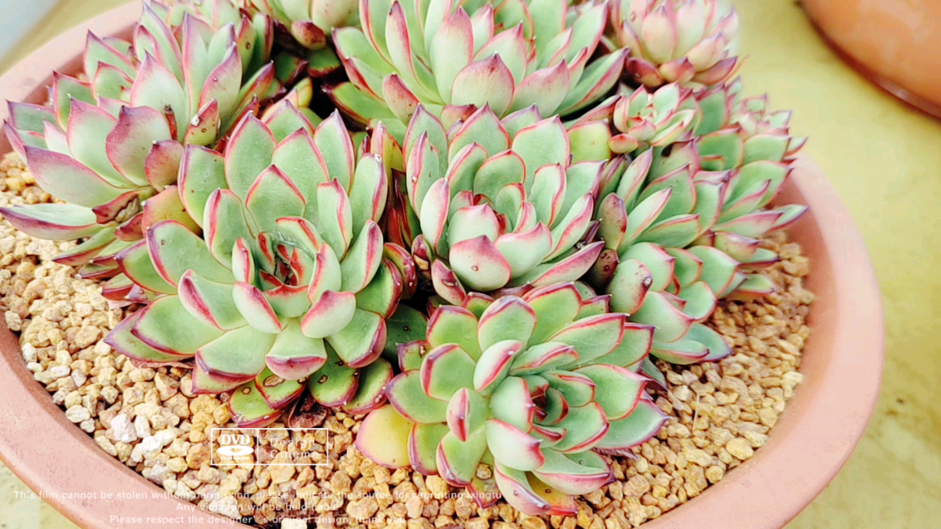 #多肉植物#已经长成标准捧花的保利安娜,这颜值要逆袭!
