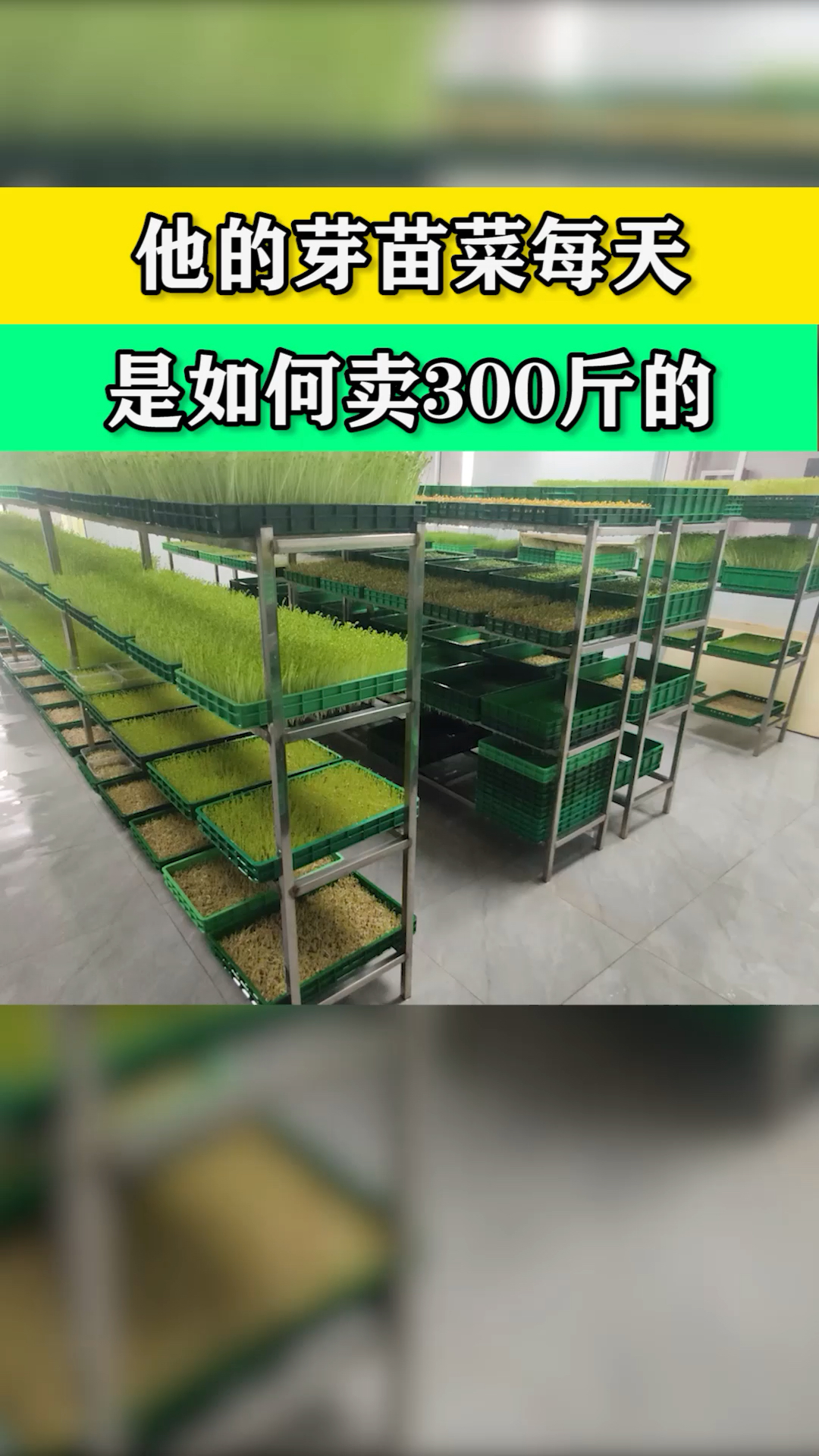 他的芽苗菜每天竟然能卖300多斤……