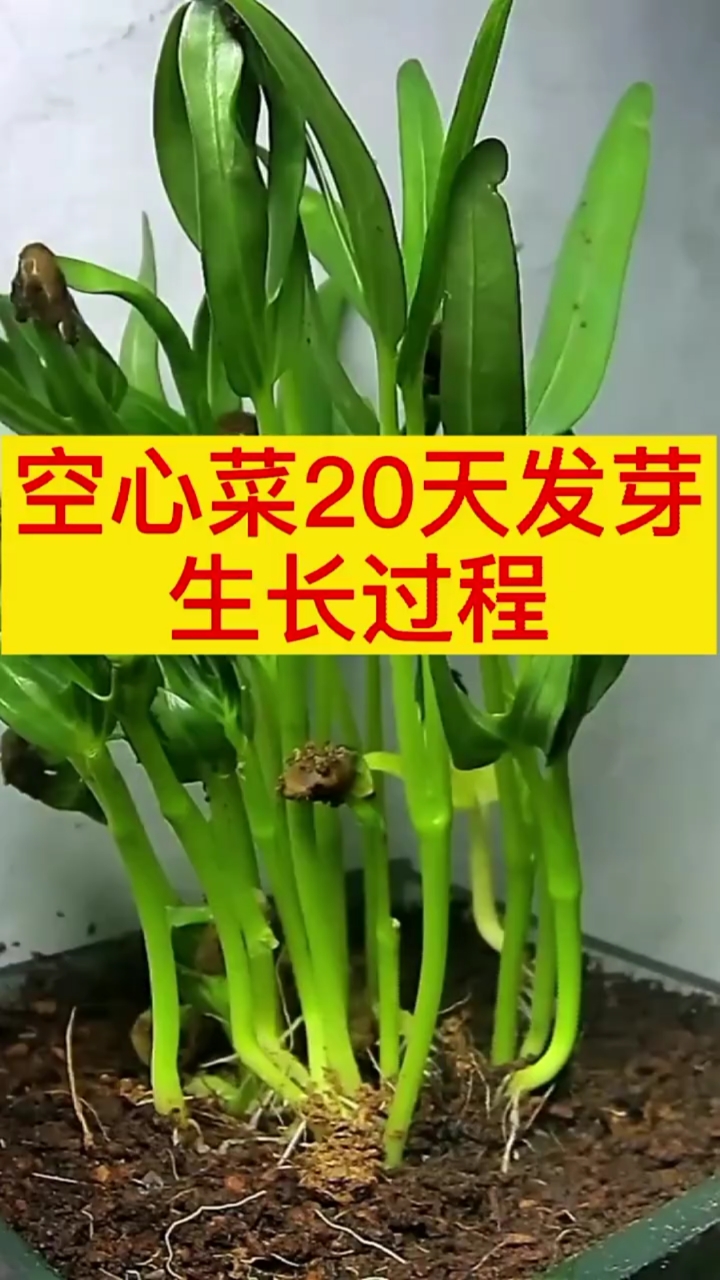 #记录生活#记录空心菜20天发芽生长过程!