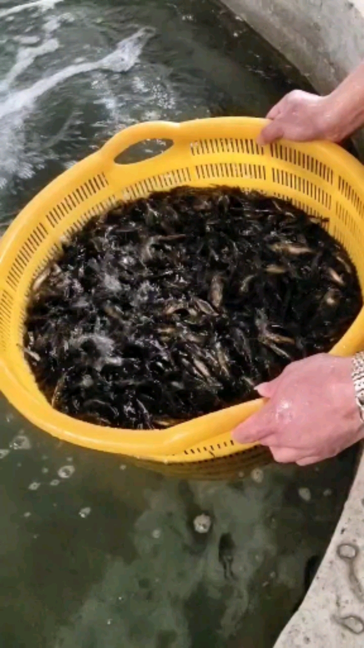 黄骨鱼,又名黄颡鱼,黄辣丁
