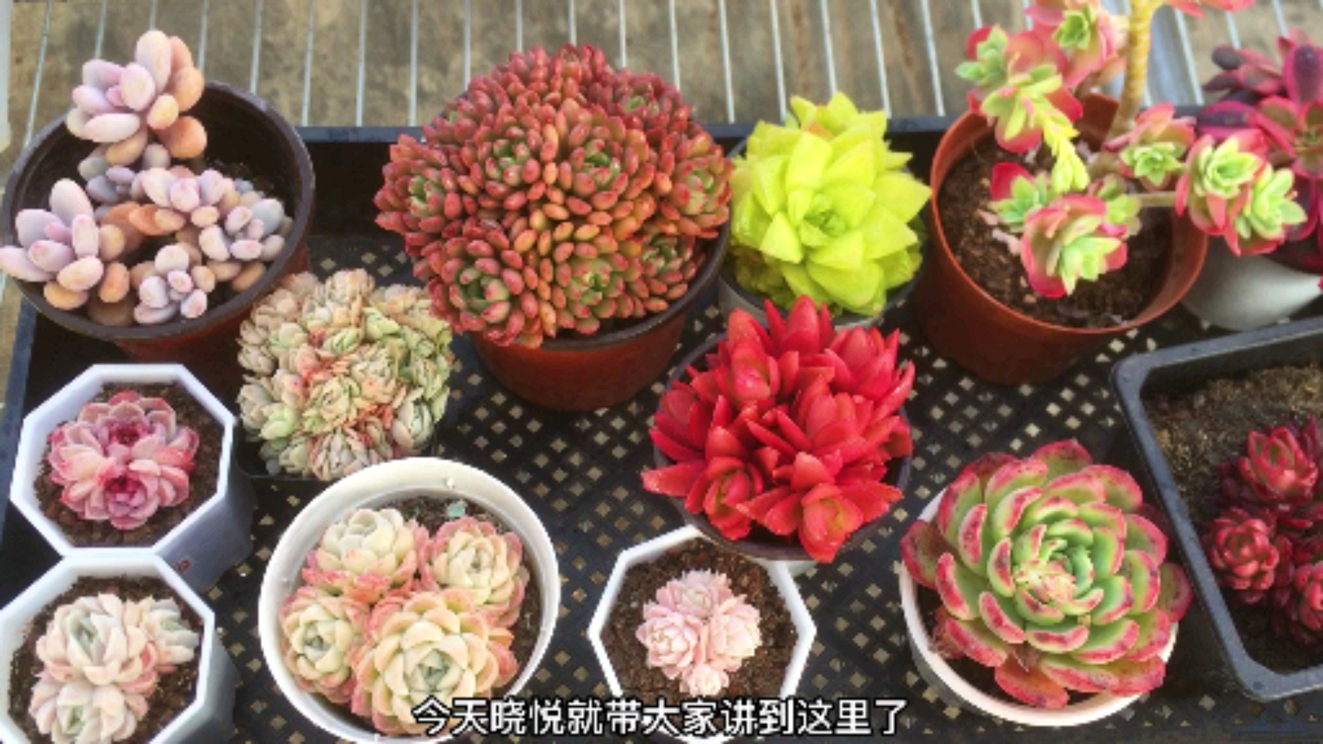 #多肉植物#多肉植物中的小高货