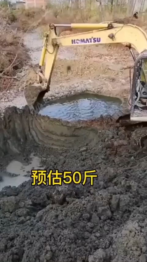 白鲫鱼