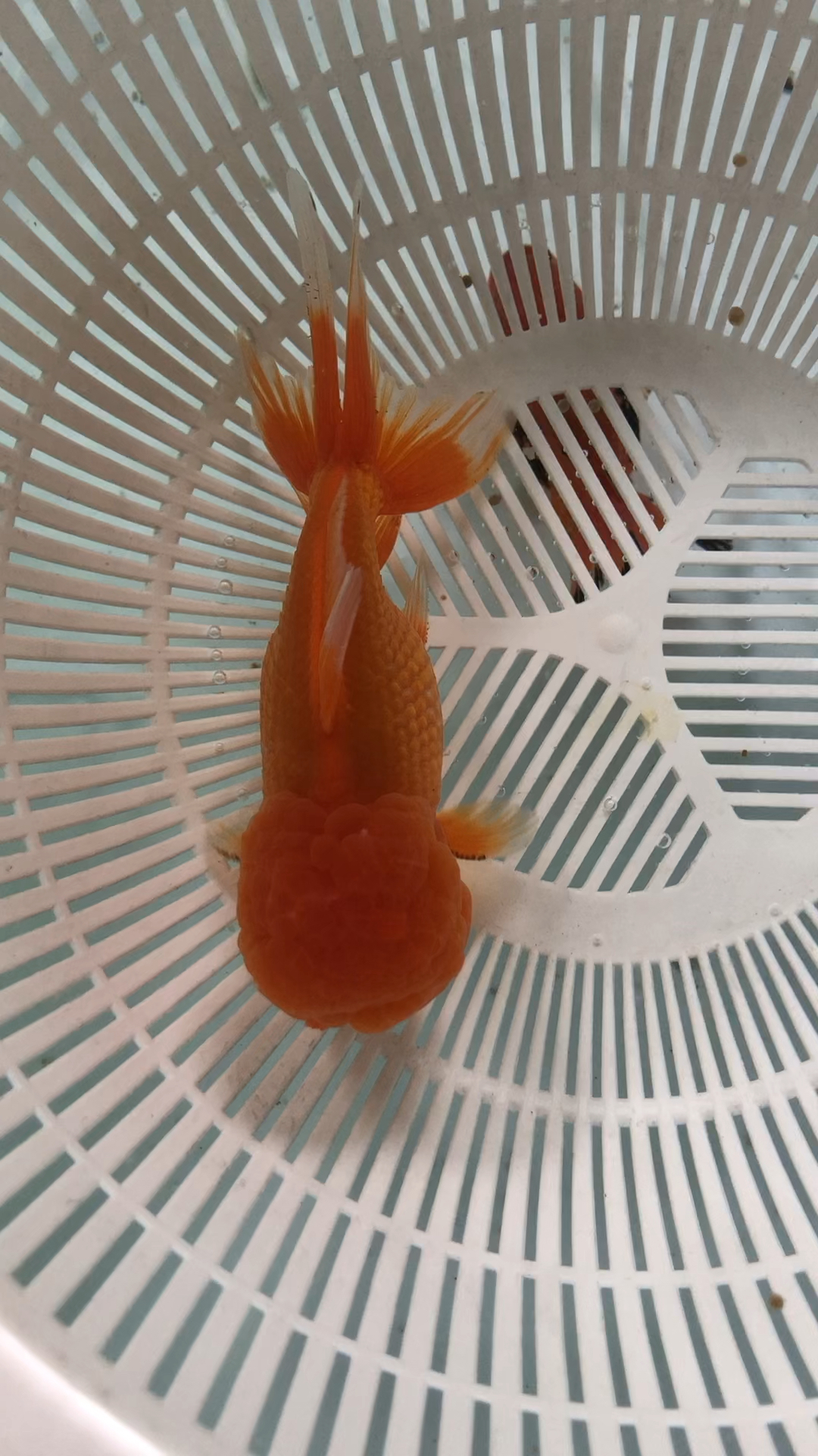 #金鱼#国狮金鱼。头瘤很大非常漂亮