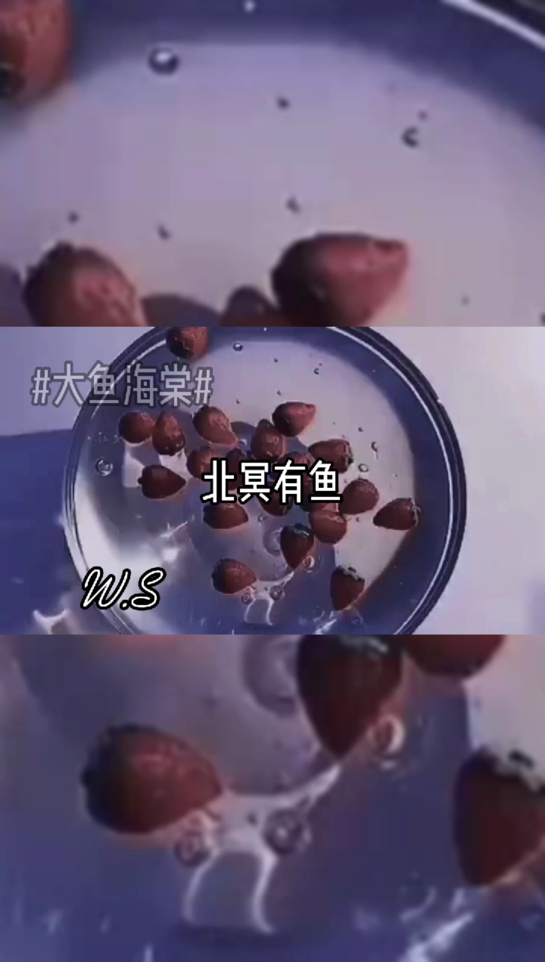 #大鱼海棠##西星的专属话题##Awesome团队##Eghver工作室#