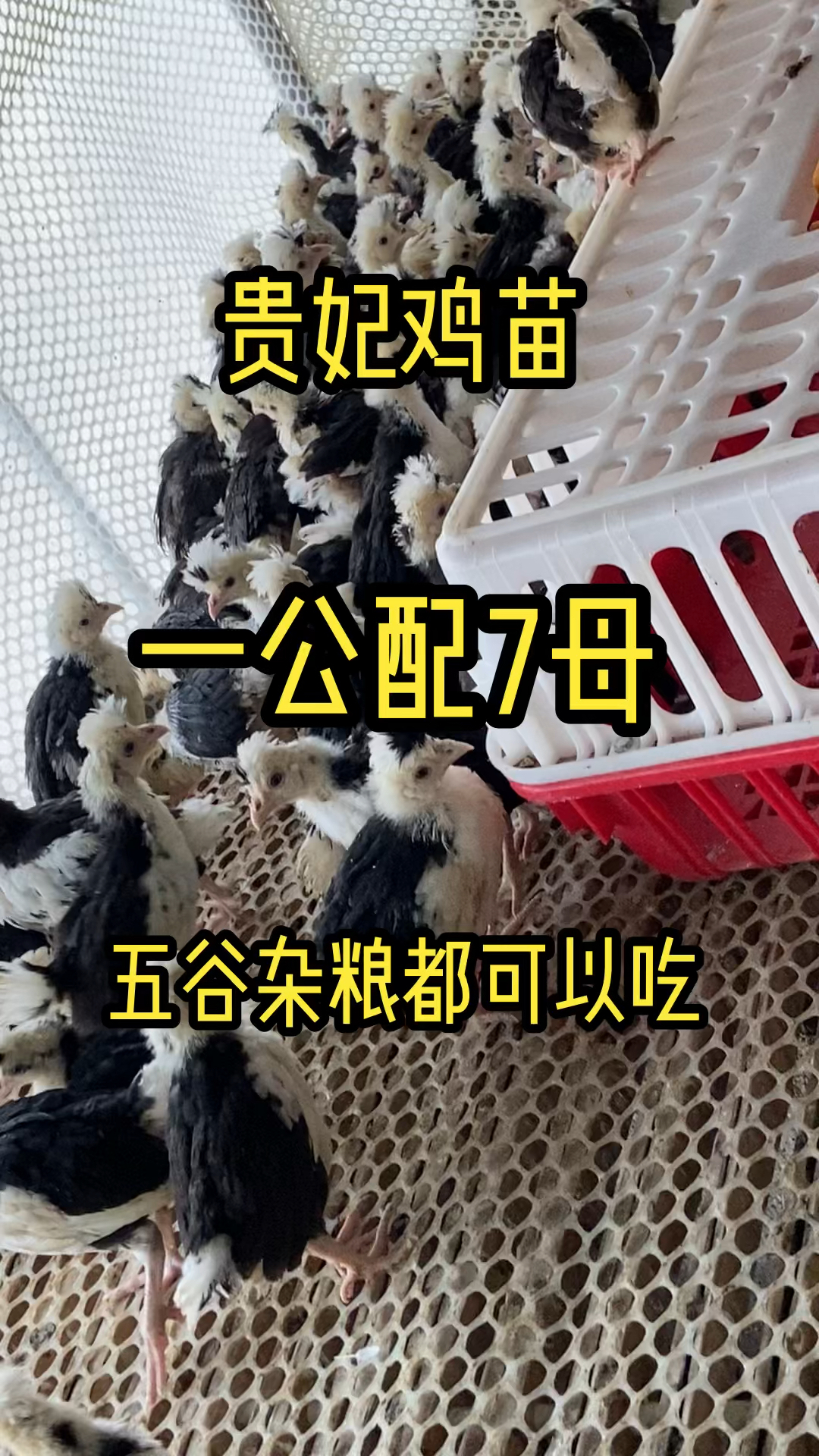 #贵妃鸡#贵妃鸡苗