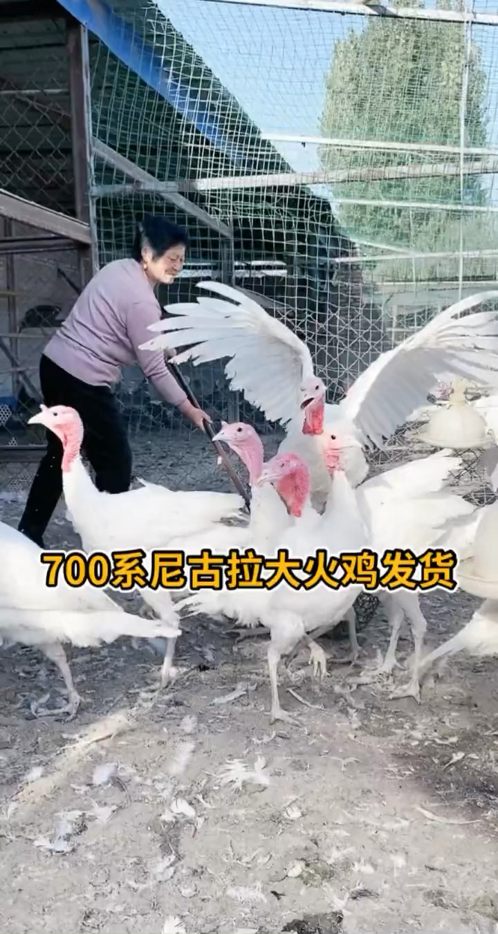 火鸡火鸡,尼古拉火鸡,青铜火鸡,贝蒂娜火鸡