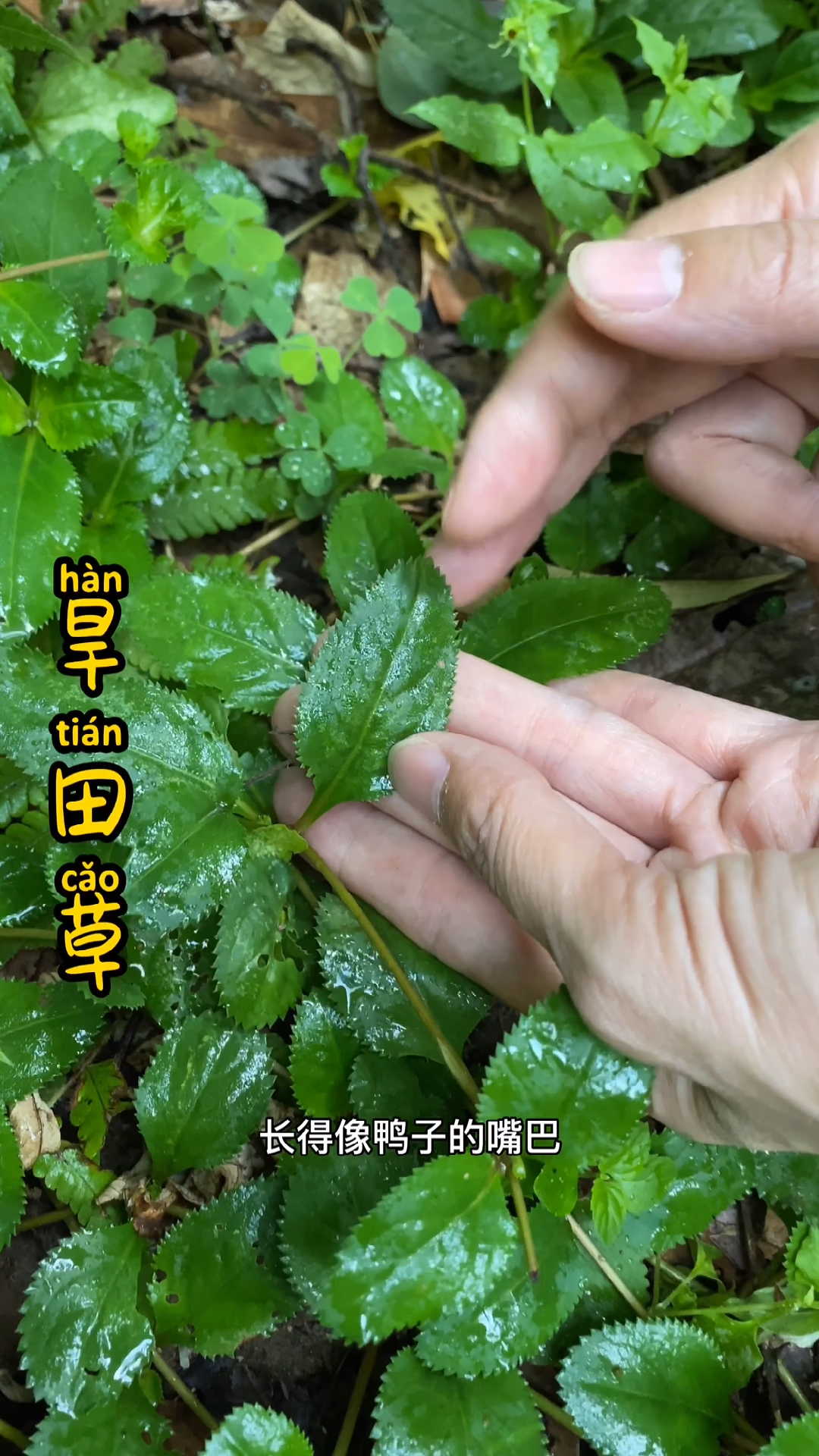 旱田草又叫鸭嘴癀