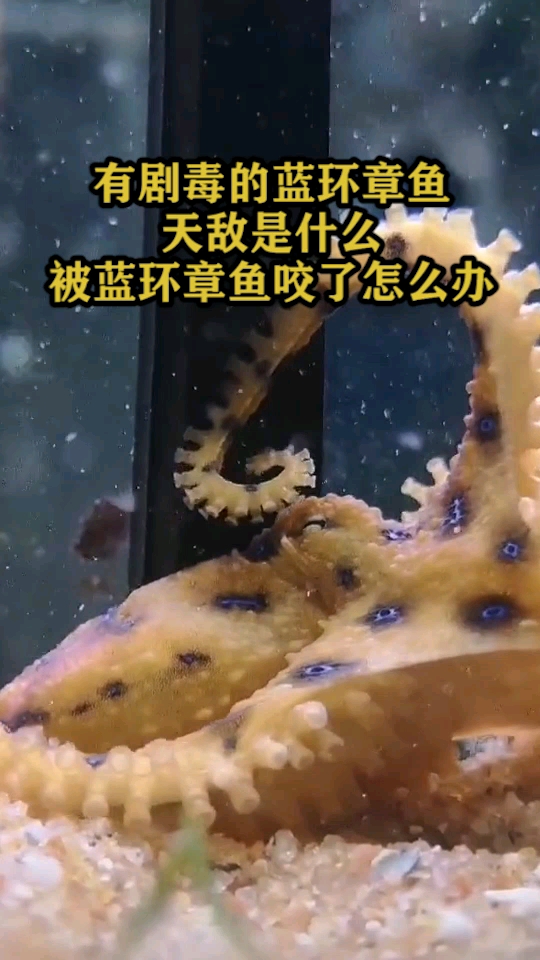 有剧毒的蓝环章鱼天敌是什么,被蓝环章鱼咬了怎么办