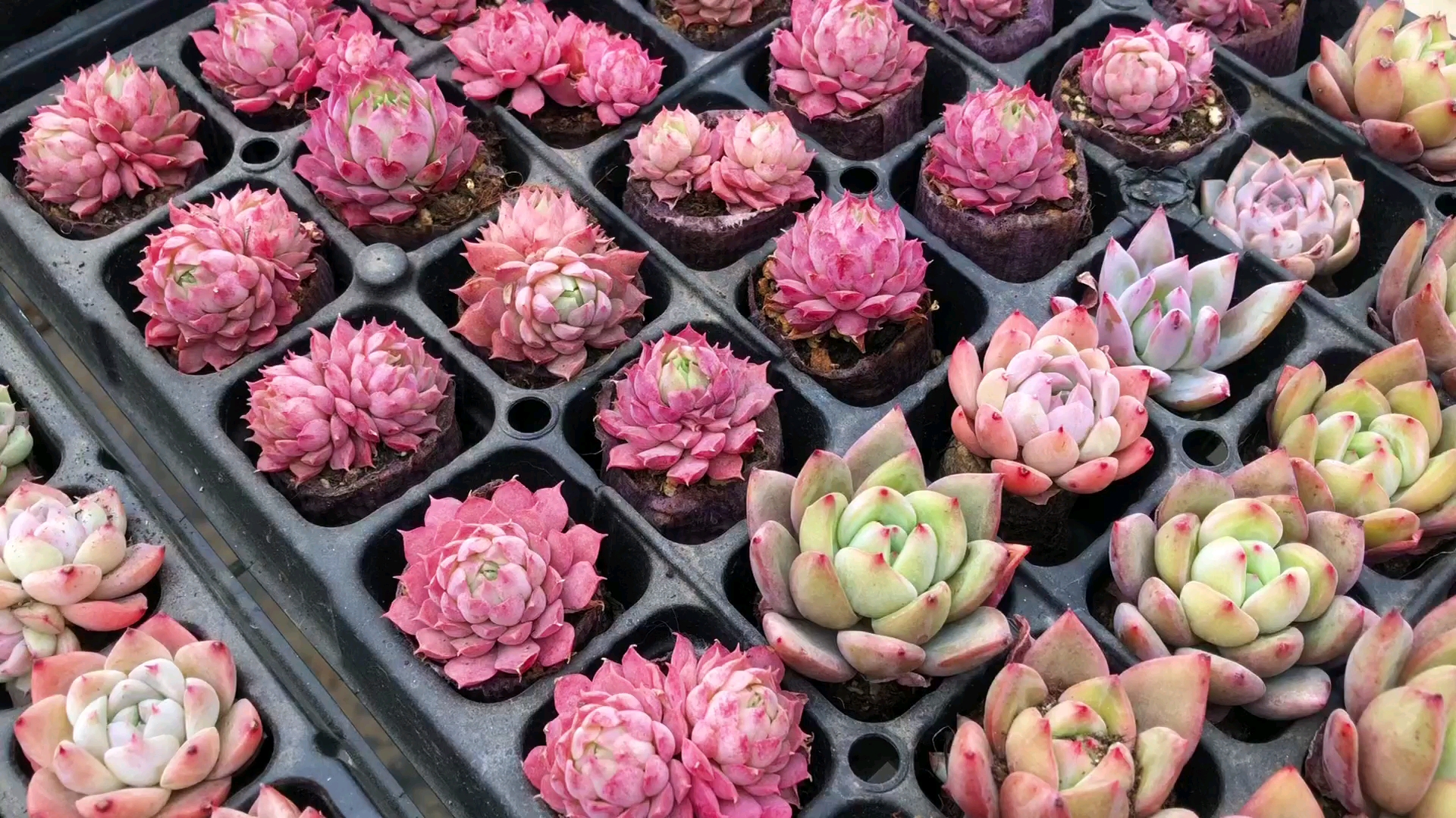 #多肉植物#肉友们,你们知道吗?养多肉居然有这些好处