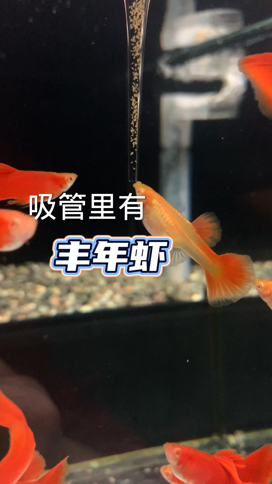 #观赏鱼#吸管里有丰年虾